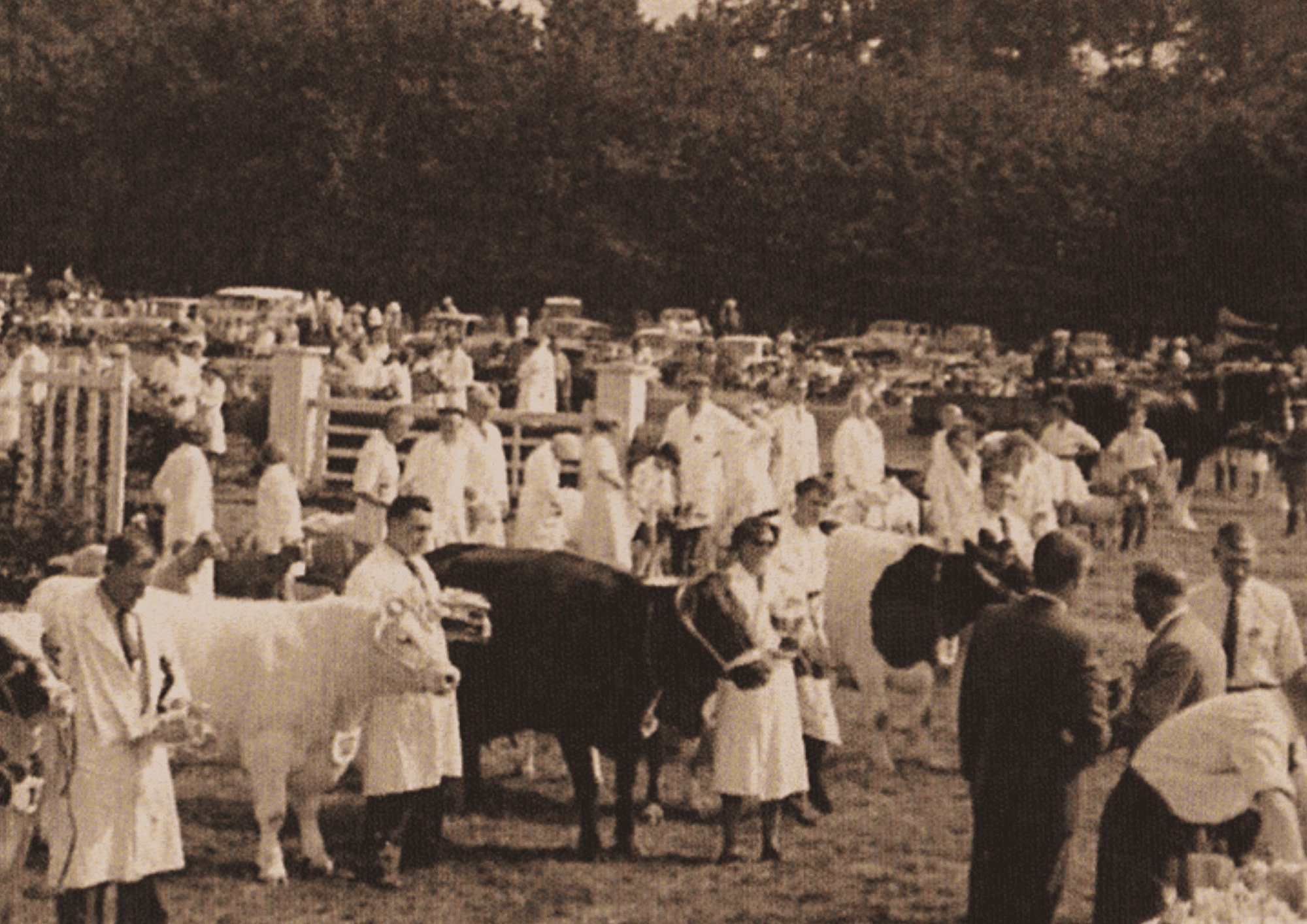 Historic photo of cattle show at early Alresford event