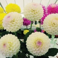 Flower display from the horticultural competition